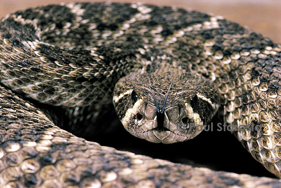 Crotalus atrox (crotale)