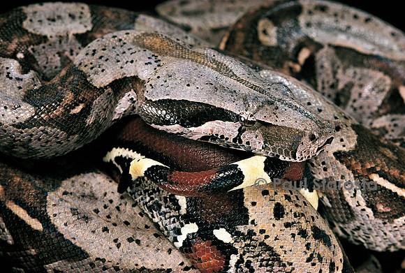 Boa constrictor (boa constrictor)