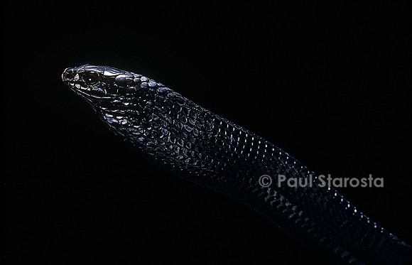 Thrasops jacksonii