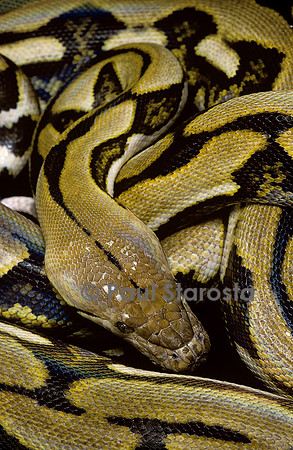 Python reticulatus f.tiger (python réticulé)