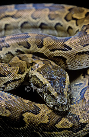 Python sebae (python de Séba)