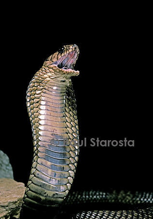 Naja haje (cobra égyptien)