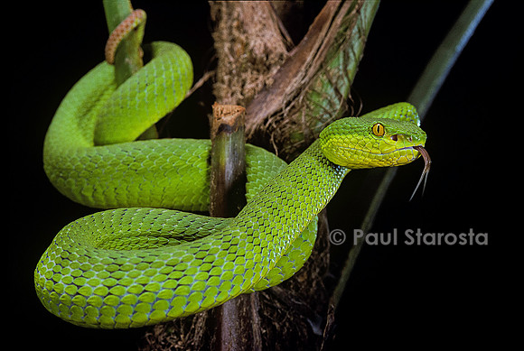 Trimeresurus albolabris (crotale des bambous)