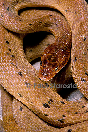 Spalerosophis diadema attriceps