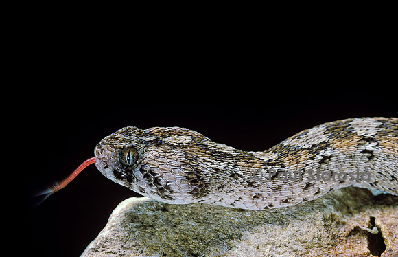 Echis ocellatus (vipère des pyramides)