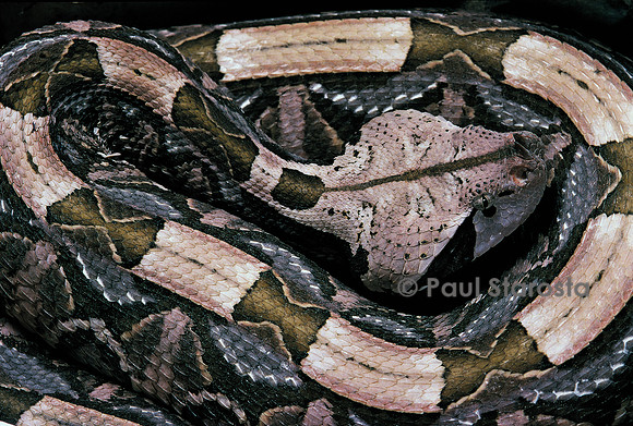 Bitis gabonica (vipère du Gabon)