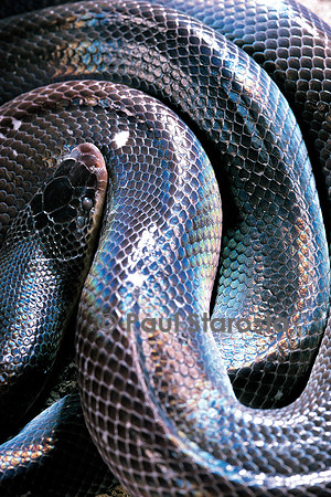 Loxocemus bicolor