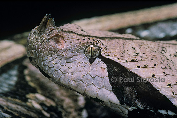 Bitis gabonica (vipère du Gabon)
