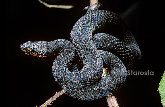Vipera aspis f. mélanique (vipère aspic)