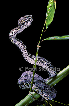 Trimeresurus purpureomaculatus (crotale)