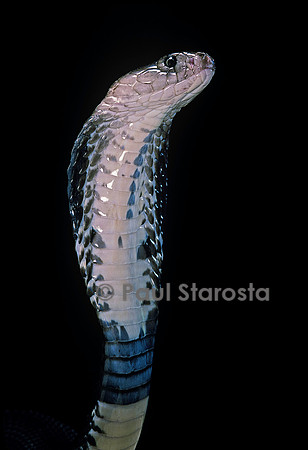Naja siamensis (cobra cracheur d'Indochine)