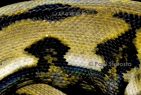 Python reticulatus f.tiger (python réticulé)