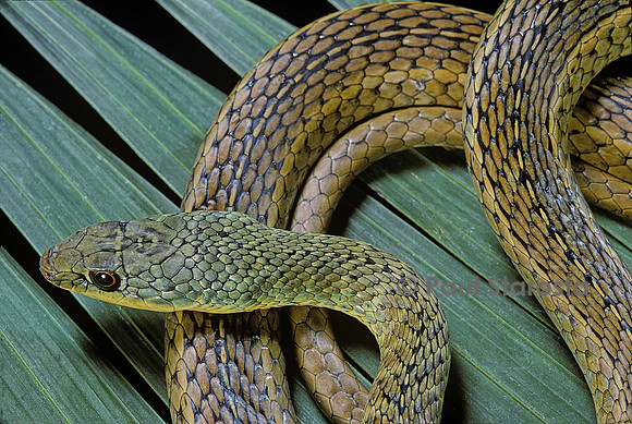 Psammophis sibilans