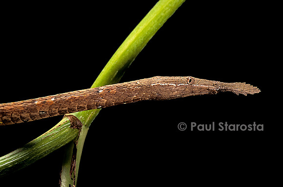Langaha madagascariensis - femelle