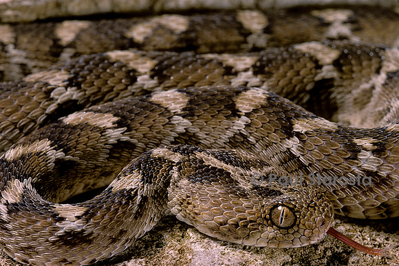 Echis leucogaster