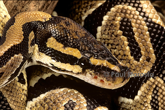 Python regius (python royal) - détail