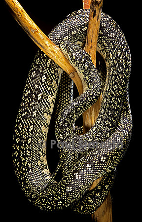 Morelia spilota (python tapis)