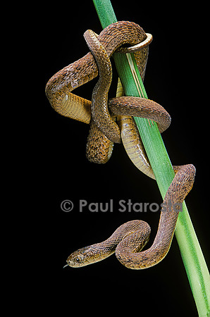 Dasypeltis scabra (mangeur d’œufs africain)