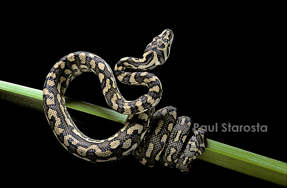 Morelia spilota variegata (python tapis)