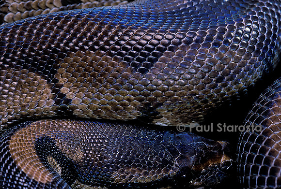 Python regius f. melanique (python royal)