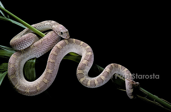 Pituophis melanoleucus mugitus (serpent taureau)