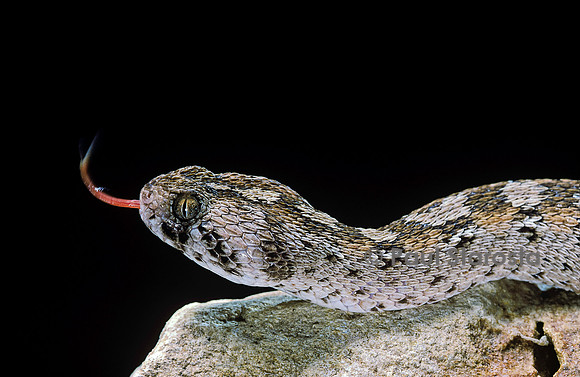 Echis ocellatus (vipère des pyramides)