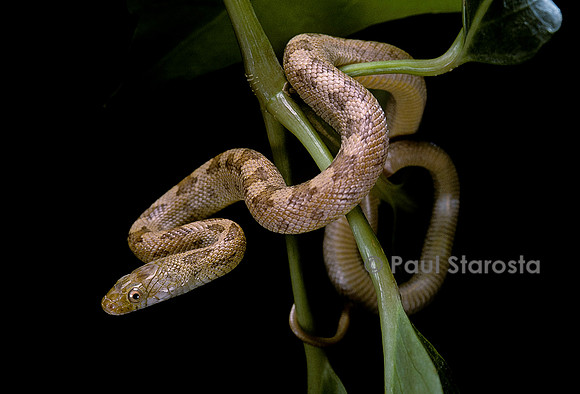 Elaphe obsoleta quadrivittata