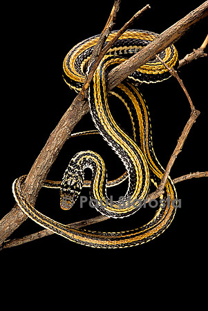 Xenochrophis vittatus