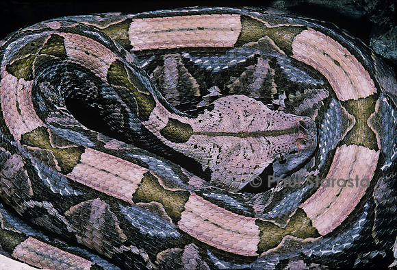 Bitis gabonica (vipère du Gabon)