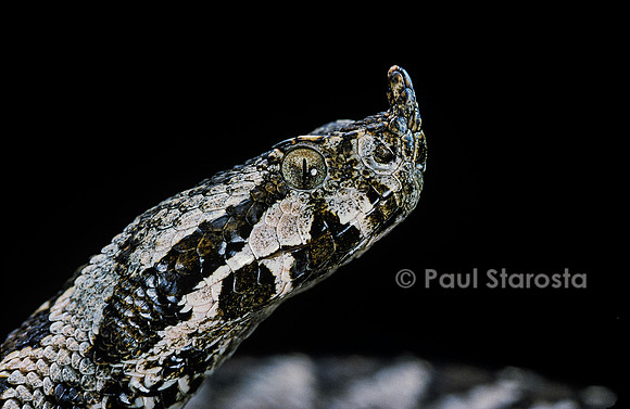 Vipera ammodytes (vipère ammodyte)
