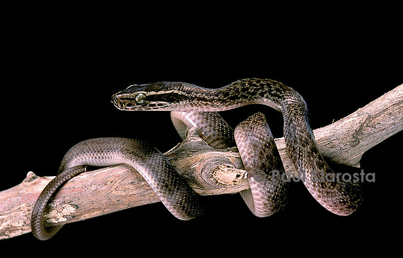 Lamprophis fuliginosus (serpent des maisons africain)