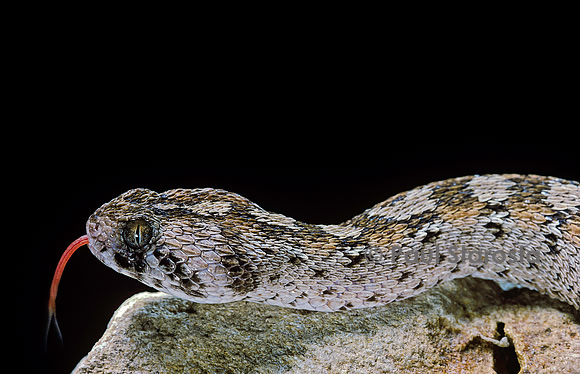 Echis ocellatus (vipère des pyramides)