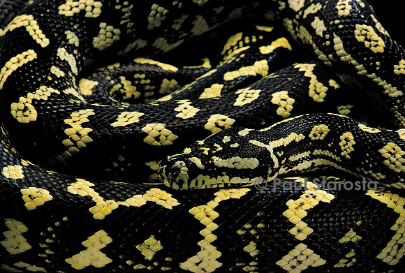 Morelia spilota cheynei (python tapis)