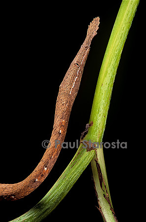 Langaha madagascariensis - femelle