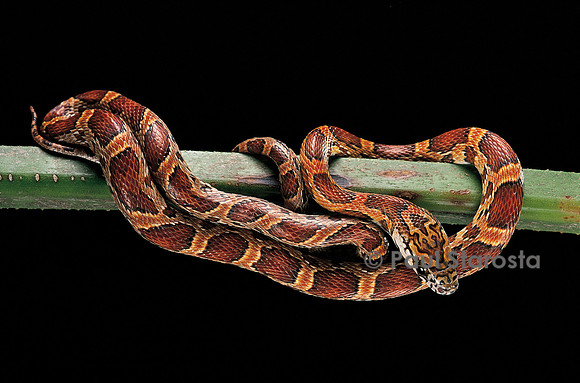 Elaphe guttata guttata (serpent des blés)