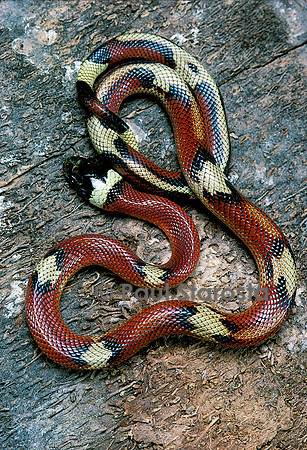 Lampropeltis triangulum sinaloae (milk-snake)
