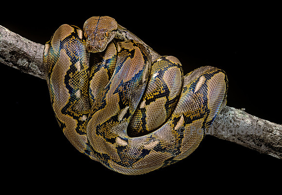 Python reticulatus (python réticulé)