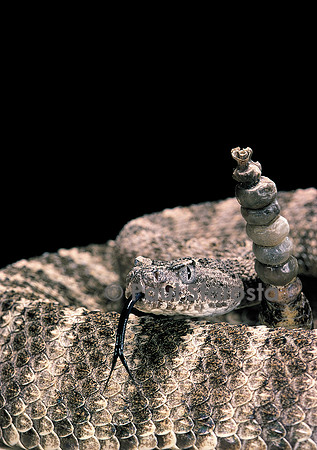 Crotalus tigris (crotale)