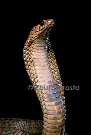 Naja haje (cobra égyptien)