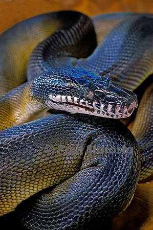 Leiopython albertisii (Python à lèvres blanches)