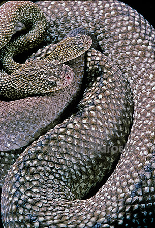 Crotalus vegrandis (crotale)