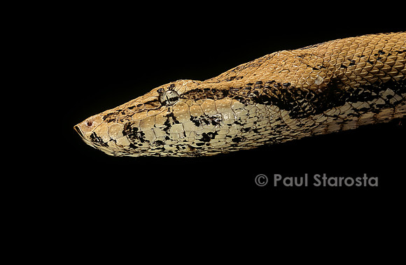 Candoia carinata paulsoni