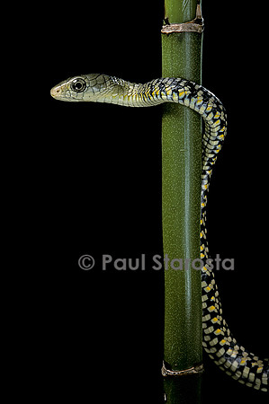 Rhamnophis (Trasops) aethiopissa