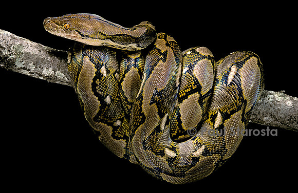 Python reticulatus (python réticulé)