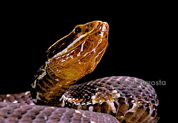 Agkistrodon bilineatus (crotale)