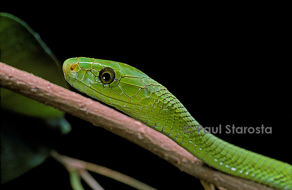 Dendroaspis angusticeps (mamba vert)