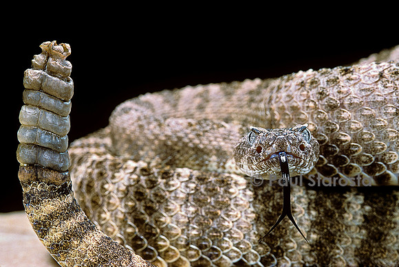 Crotalus tigris (crotale)