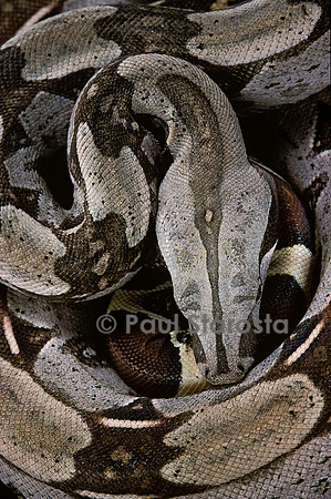Boa constrictor constrictor (boa constrictor)