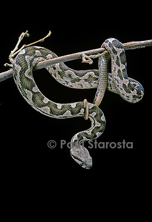 Daboia lebetina mauritanica
