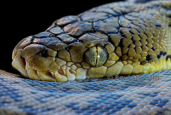 Python timoriensis (python de Timor)